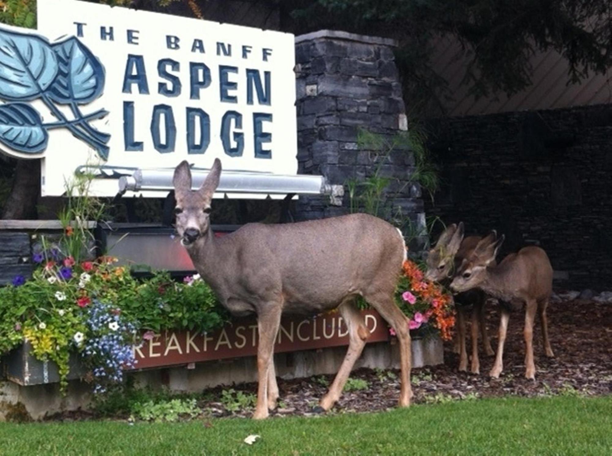 Banff Aspen Lodge Luaran gambar